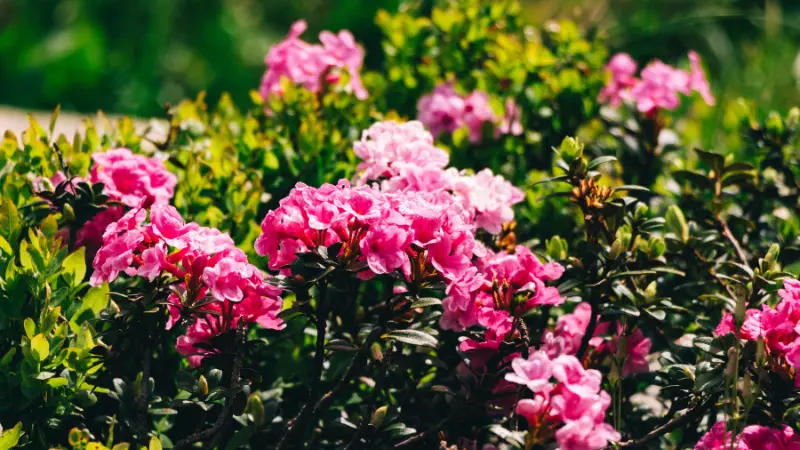 Bright pink rhododendron flowers on green shrub in sunlight