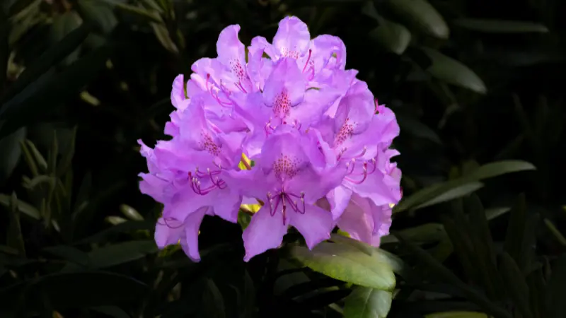 Purple rhododendron flower cluster with red speckled centers