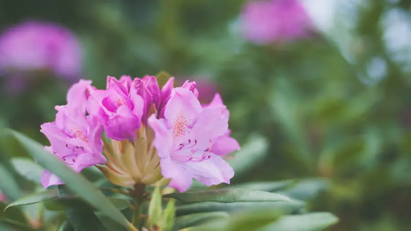 Pale purple rhododendron flowers with speckled centers