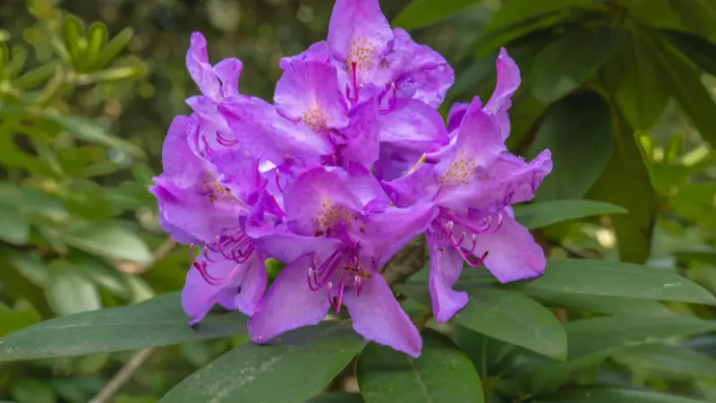Vivid purple rhododendron blooms with curled red stamens