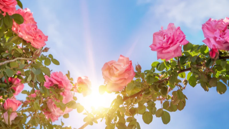 A beautiful rose garden showcasing colorful rose varieties surrounded by healthy foliage and well-maintained flower beds.