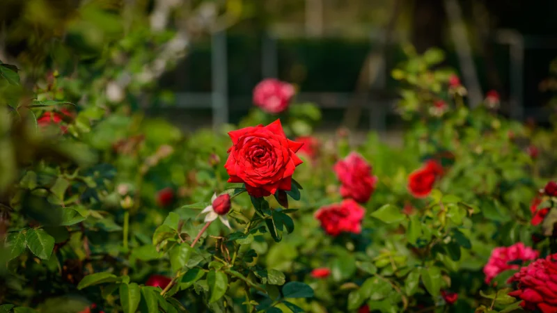 Rose garden with mixed rose varieties