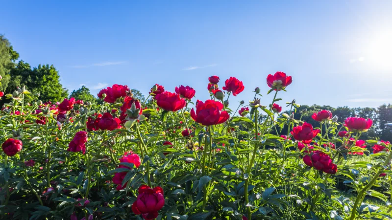 Scenic rose garden with vibrant flowers