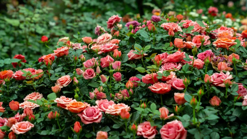 Formal rose garden with symmetrical flower beds