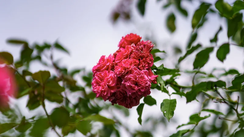 Rose garden with climbing rose arches