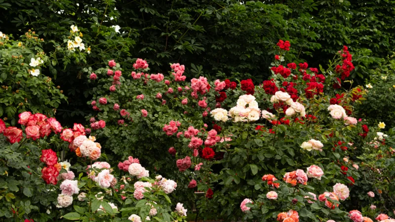 Rose garden with fragrant flowers