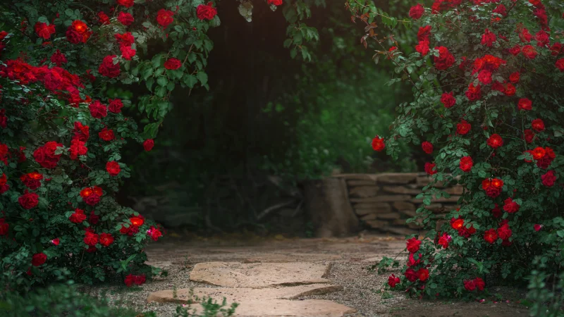 Entrance to a rose garden with blooming roses