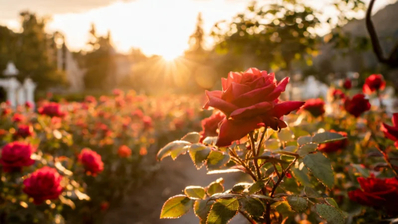 Historic rose garden with classic landscaping