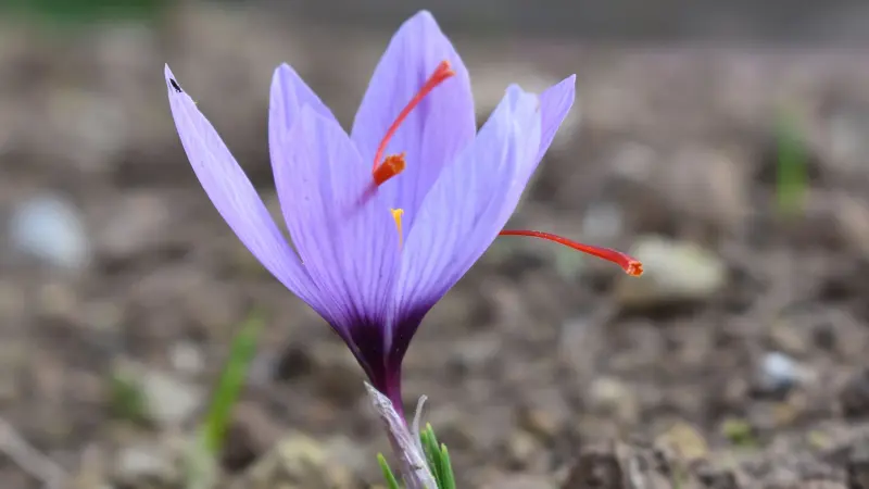 Close-up of purple saffron crocus flower with three red stigmas