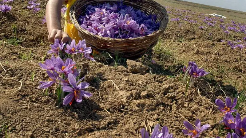 Person harvesting saffron flowers into a woven basket in a field