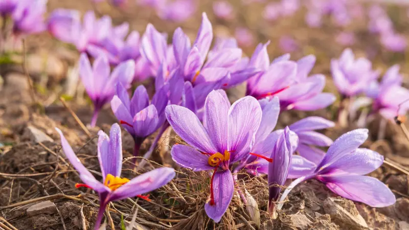 Sunlit field of blooming purple saffron crocus flowers