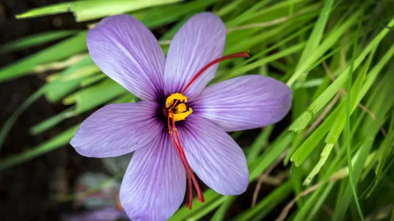 Purple saffron crocus flower surrounded by green grass leaves