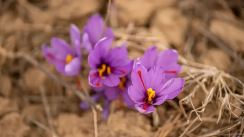 Purple saffron crocus flowers growing among dry straw and soil