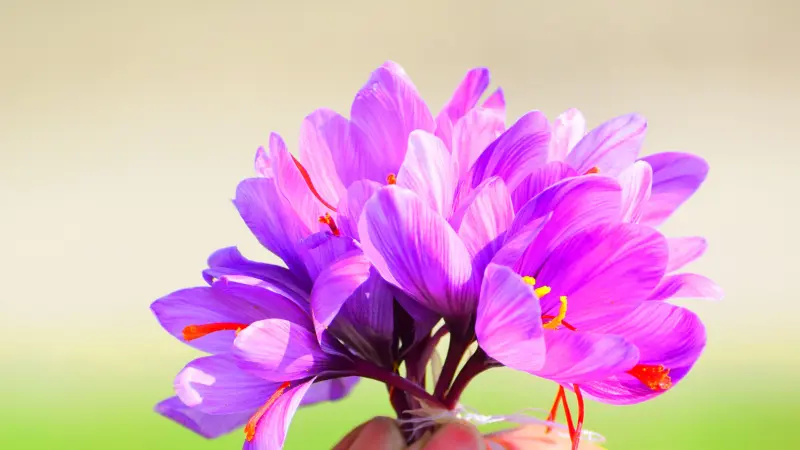Bright magenta-purple saffron flowers held in a hand-held bouquet