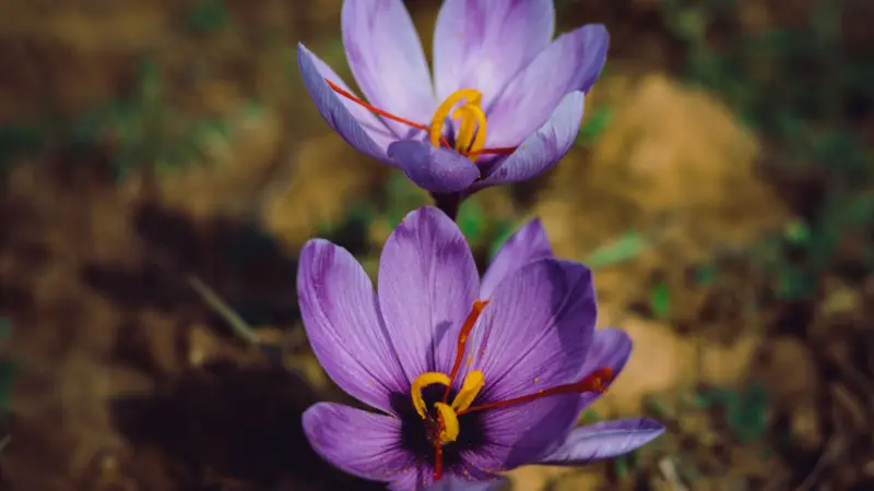 Two purple saffron crocus flowers with orange stigmas and yellow stamens
