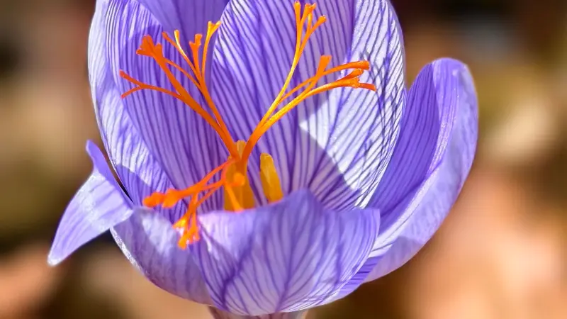 Top-down view of open purple saffron crocus flower with bright orange stigmas