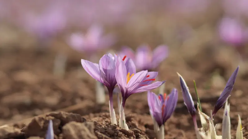 Purple saffron crocus flowers growing in a cultivated field