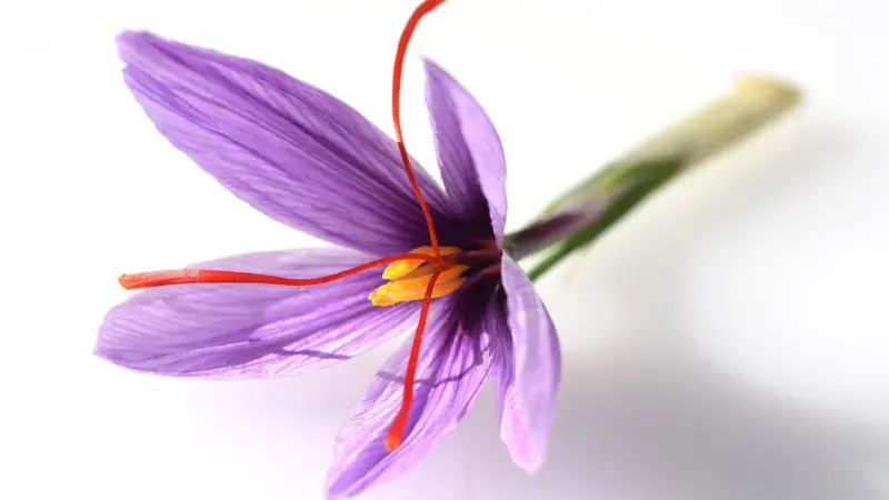 Single saffron crocus flower with long red stigma on white backdrop