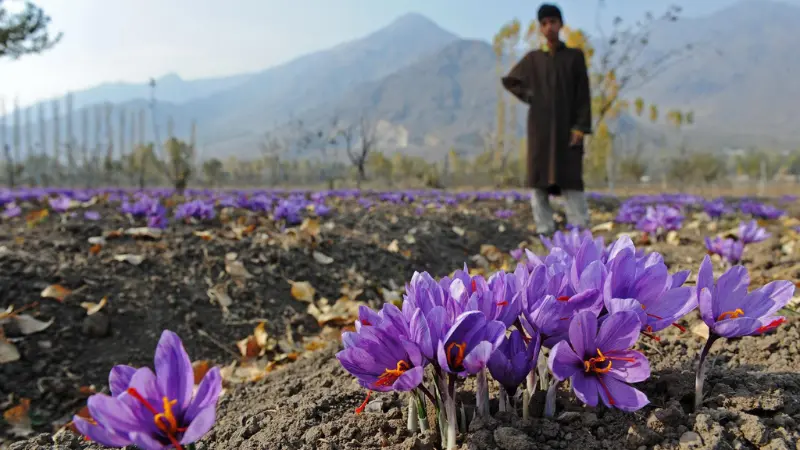 Saffron crocus flowers blooming in field with farmer and mountain backdrop