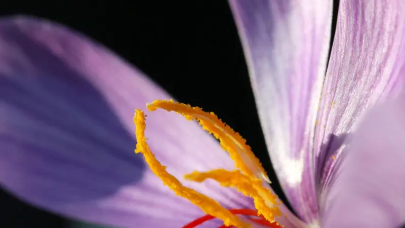 Extreme close-up of orange saffron stigma against dark background