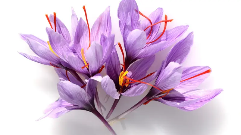 Bunch of purple saffron crocus flowers with red stigmas on white background