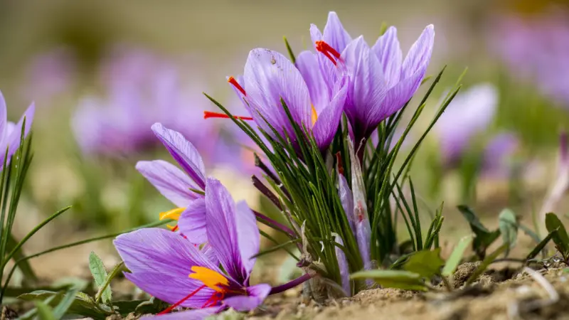 Purple saffron flowers growing with green grass in field
