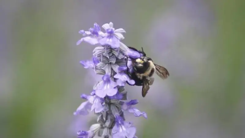 Bumblebee on purple sage flower spike with green background