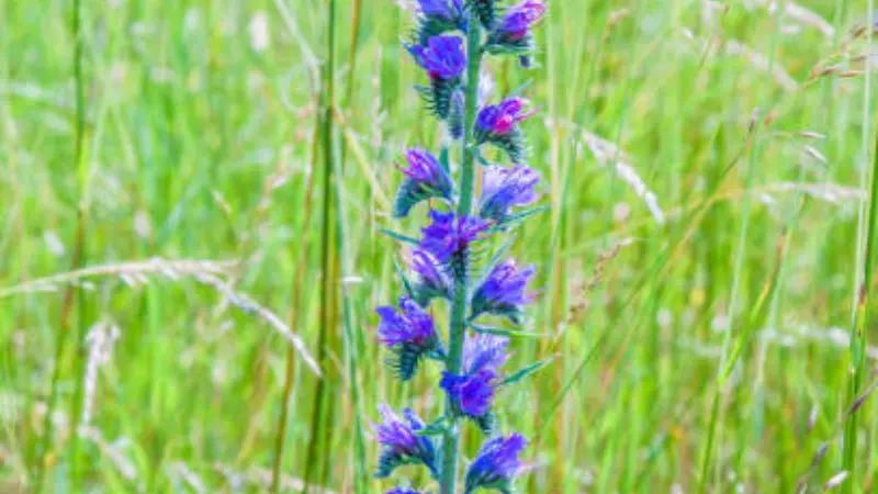 Purple wildflower spike growing in a green grassy field