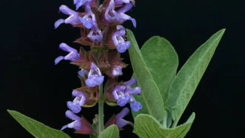 Purple sage flower with gray-green leaves on black background