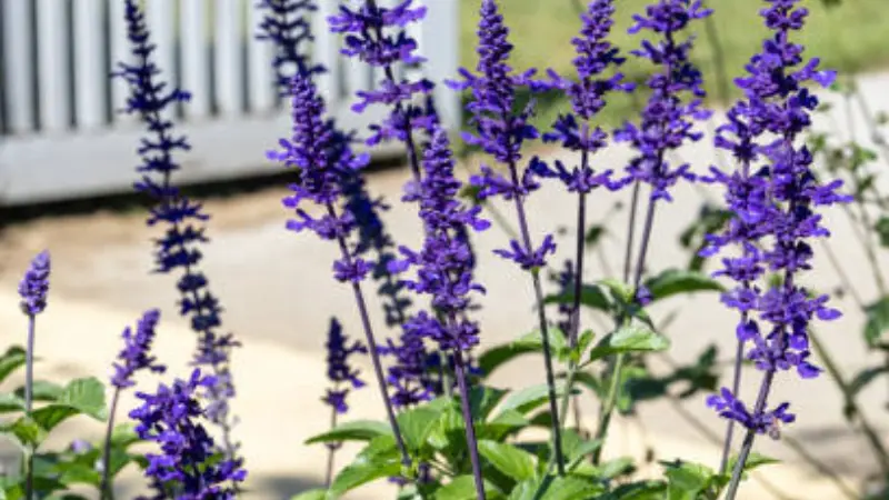 Purple sage flowers blooming near white picket fence