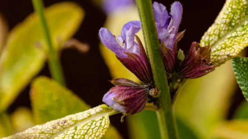 Close-up of maroon and purple sage flower buds on stem