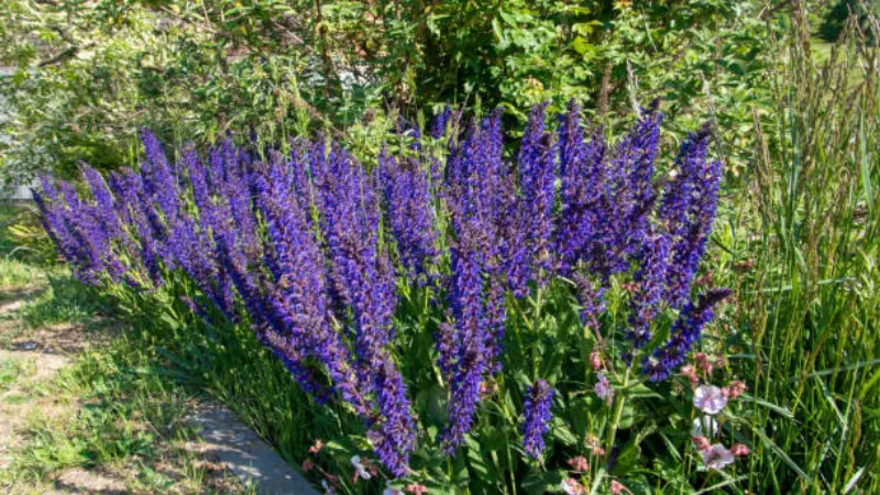 Large purple sage bushes growing along a garden path