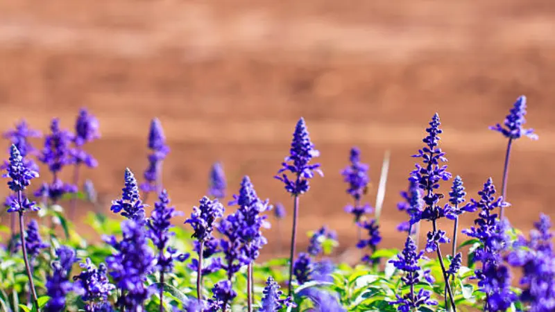 Field of blooming purple sage flowers against brown soil backdrop