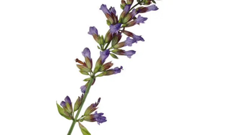 Single sage flower stem with purple blooms on white backdrop