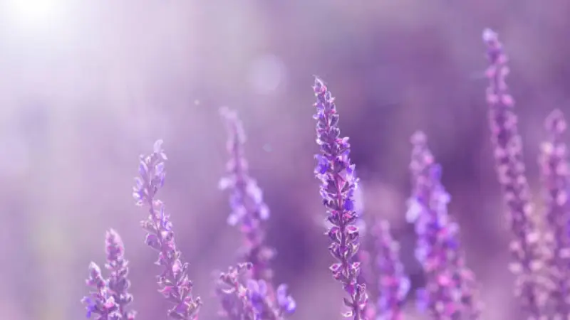 Soft-focus purple sage flowers with light bokeh background