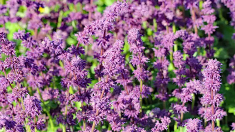 Thick cluster of purple sage flowers with green foliage