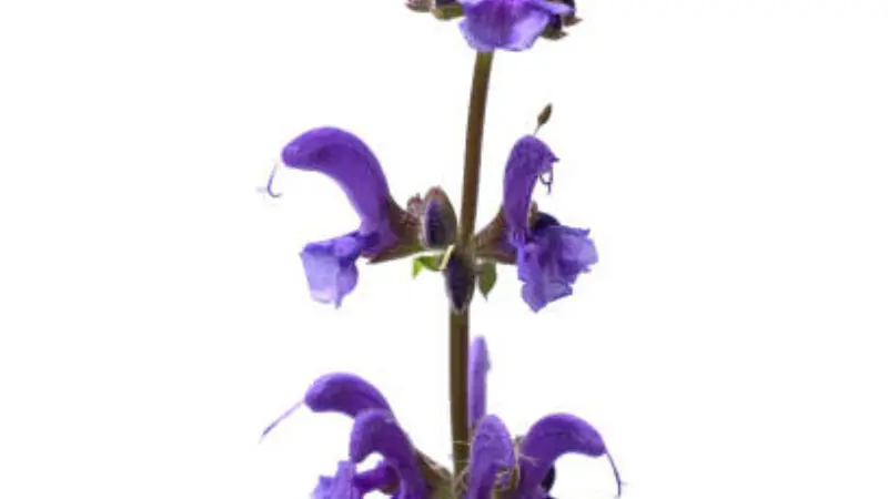 Purple sage flower close-up showing petal structure on white background