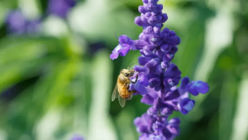 Honeybee on purple sage flower amid green garden background