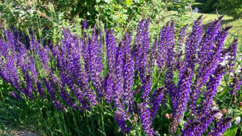 Purple sage flower shrub blooming in a garden bed