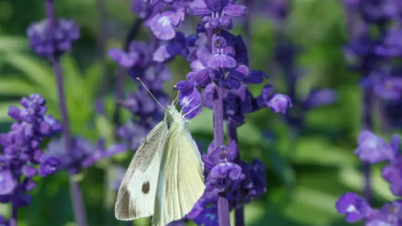 White butterfly resting on purple sage flowers