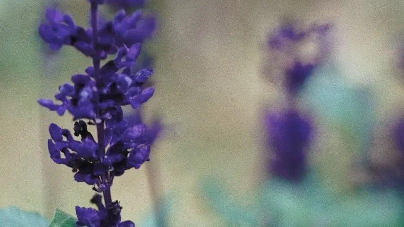 Purple salvia flower spike with blurred teal background