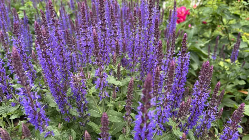 Dense purple salvia flowers in a garden border