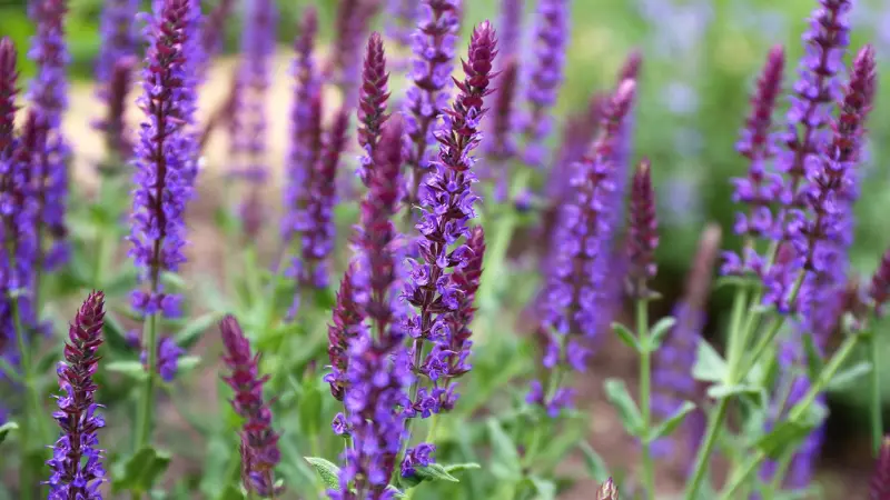 Purple salvia flowers growing in a natural meadow