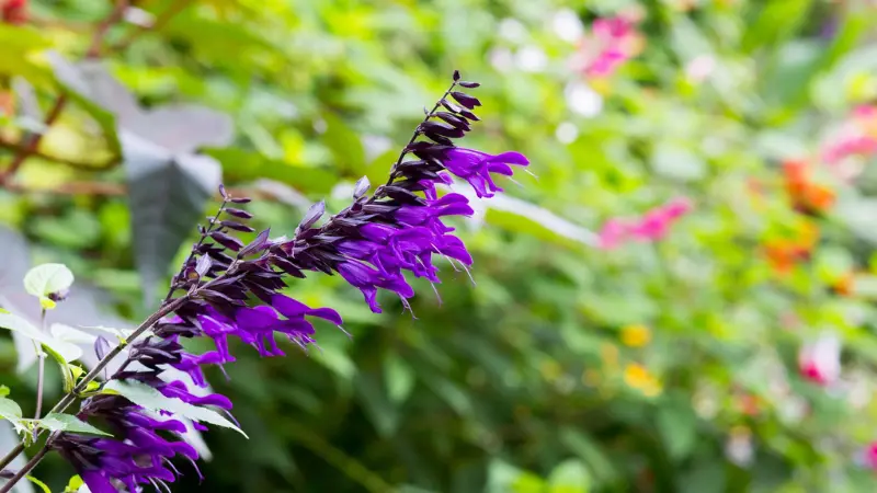 Dark purple salvia flower against blurred garden background