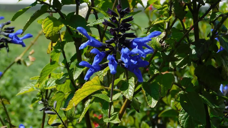 Bright blue salvia flowers with green foliage