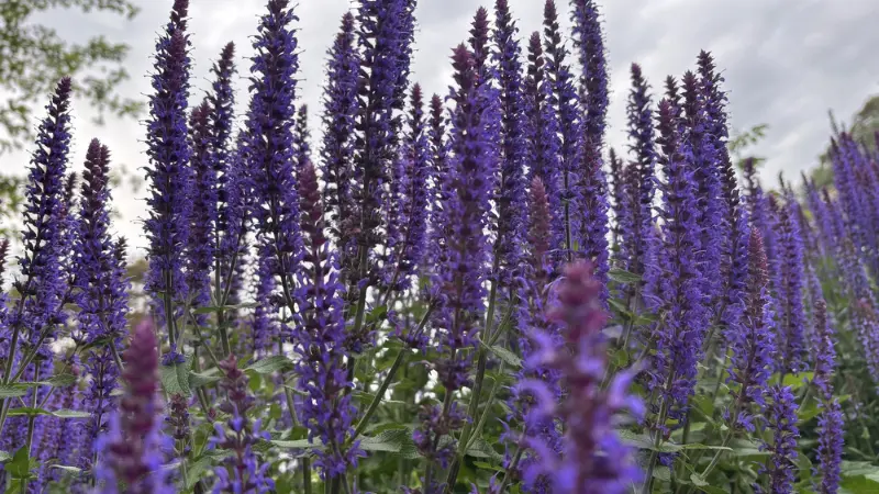 Purple salvia flower spikes against overcast sky