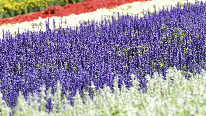 Rows of purple, red, and white salvia flowers in garden bed