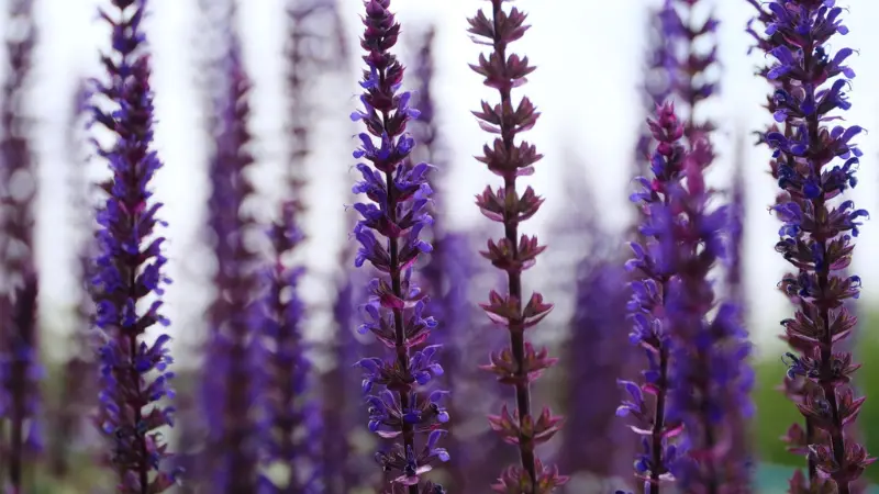 Purple salvia flower spikes in soft-focus field