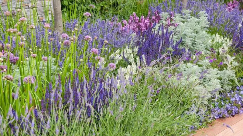 Purple and white salvia flowers in mixed garden bed