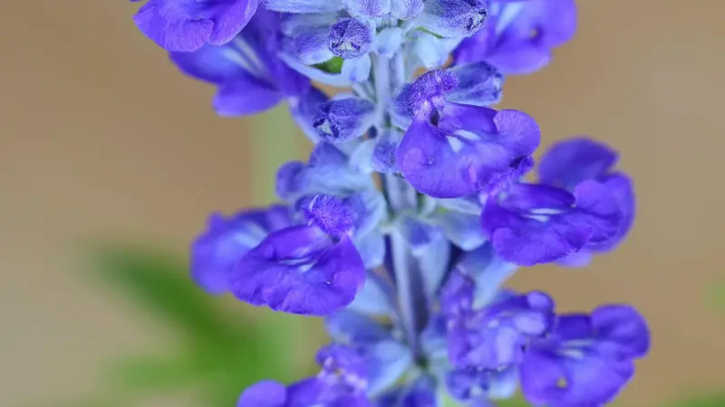 Close-up of pale purple and white salvia flower spike